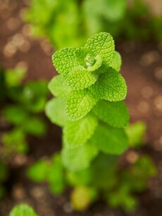 9 health benefits of mint leaves, aromatic herbs for wellness