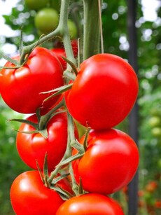 Gardening tips: 10 easy ways to grow tomato plants at home