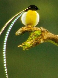 Meet King of Sax: Nature’s Rarest and Most Mysterious Bird