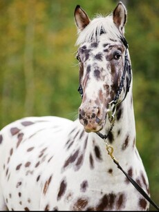 10 Naturally Spotted Animals That Look Like Living Art