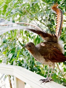 Meet the Lyrebird: Nature’s Master of Vocal Mimicry