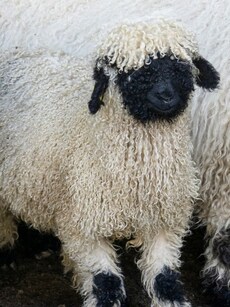 Meet the World’s Cutest Sheep Breed