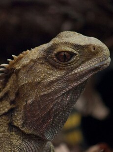 10 Animals That Are Real-Life Living Fossils