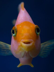 Tish: Meet the World’s Oldest Goldfish