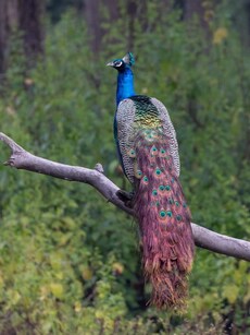 Top 9 Places to See Peacocks in India This Monsoon