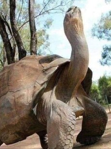 From Jonathan to Alagba: 5 Oldest Turtles in the World