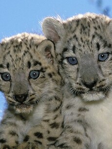 Two Cubs of Rare and Vulnerable Snow Leopard Born at Darjeeling Zoo