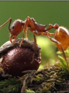 Asian Needle Ant: Meet the Tiny Insect That Can Trigger a Deadly Reaction