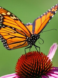 From Butterflies to Frogs: 10 Most Poisonous Animals