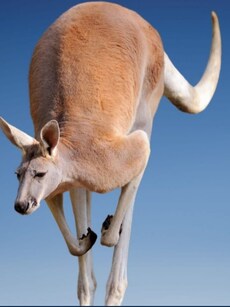 10 Fascinating Animals with Unusual Tails