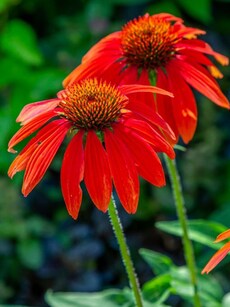 Gardening tips: 10 reasons to grow coneflowers