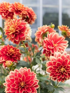 Gardening tips: 9 easy ways to grow, care for dahlias at home