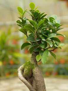 Home decor tips: 10 reasons to grow a bonsai tree indoors