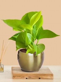 5 Easy Ways to Grow Money Plant at Your Home