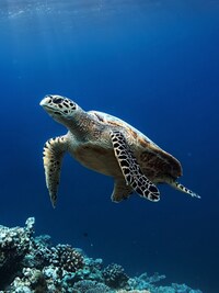 A Look At The Living Descendants And Relatives Of Dinosaurs