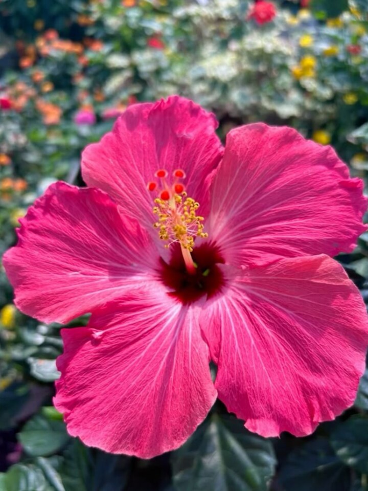 Nature’s Botox? 10 reasons hibiscus is your new skincare must-have
