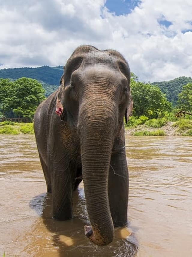 5 Exotic Animals You Can Spot In South Indian National Parks
