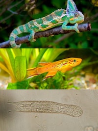 5 Mins To 59 Days: Animals With Shortest Lifespan