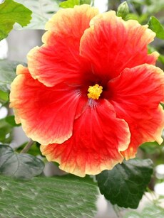 Hibiscus: 10 reasons to add the botox plant to your beauty routine