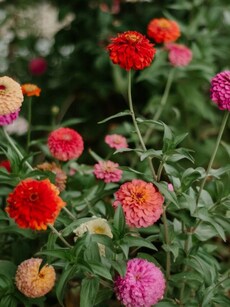 Gardening tips: How to grow, add colour to balcony with Zinnias