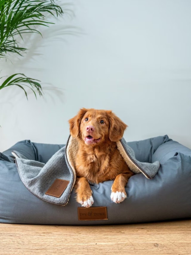 Tips To Keep Your Pets Safe During Monsoon