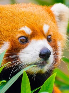 9 Wildlife Safaris in India to Find Rare Red Pandas