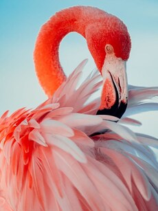 10 Most Beautiful Pink Birds in the World