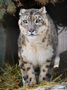 10 Rare Animals That Are in Danger of Disappearing