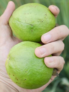 9 health benefits of guava, the green wellness superfruit