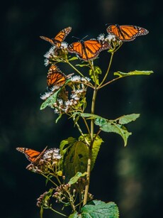 10 Most Beautiful Places to See Butterfly Migration in India