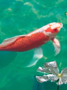 Meet the Most Expensive Koi Fish Ever Sold for $1.8 Million