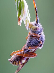 10 Most Beautiful Bees in the World