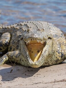 From Henry to Big Daddy: 8 Oldest Cocodiles in the World