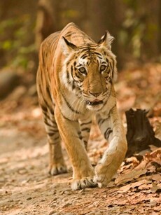 Meet Champawat: History’s Deadliest Man-Eating Tigress