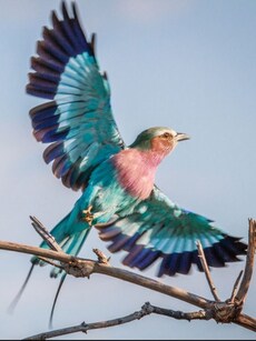 10 Stunning Birds That Glow in the Sky