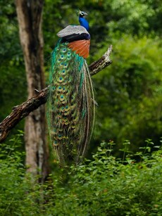 Top 10 Jungle Safaris in India That Come Alive in the Monsoon