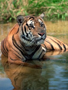 Top 10 Oldest Tiger Reserves in India You Must Explore