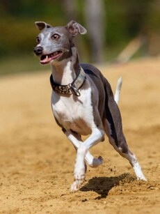10 Fastest Dog Breeds in the World