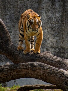 10 Best Wildlife Parks in India to Spot Royal Bengal Tiger