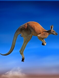 10 Must-Visit Countries Known for Their Unique National Animals