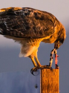 8 Birds That Eat Snakes