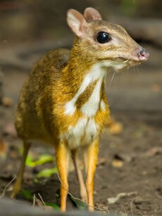 Meet Chevrotains: World’s Smallest Hoofed Mammals