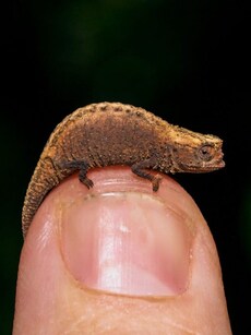 9 Smallest Reptiles in the World, One Can Fit on Your Fingertip