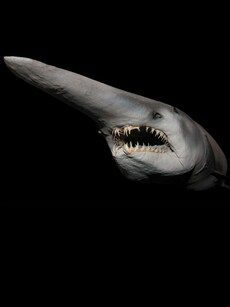 10 Deep Sea Creatures That Look Like Sci-Fi Monsters