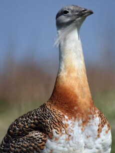 10 Endangered Birds That Are State Birds of India