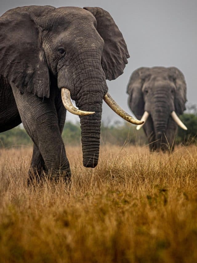 cropped-2-countries-with-most-elephants-2025-06-321f944396fb4b9228b51a50210b6ce8.jpg