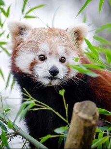 10 Most Adorable Animals in the World
