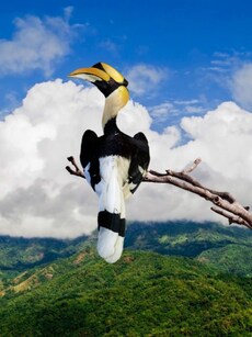 10 Rare and Exotic Birds You Can Find in Thailand