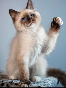 10 Most Popular Cat Breeds in the World That Everyone Adores