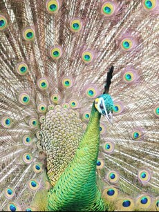 10 Most Amazing Green Animals in the World